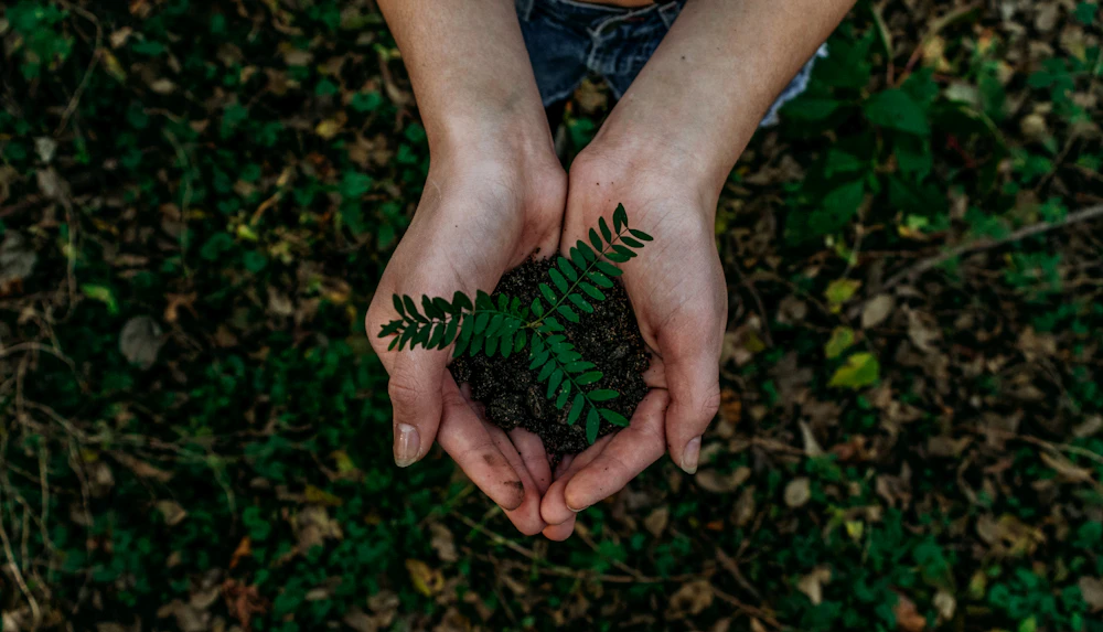 A pair of hands cradling soil and a young fern seedling over a forest floor